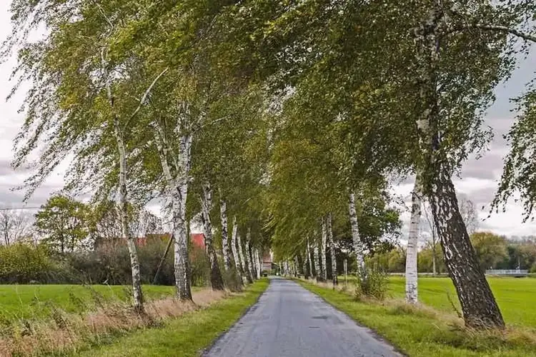 Senftenberg